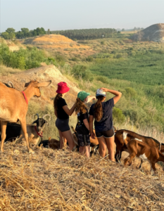 תמונת גלריה מהעסק עגלת הדיר | מקור: פרסומי עגלת הדיר ברשת
