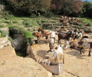 תמונת גלריה מהעסק חוות רום | Rom Farm | מקור: פרסומי חוות רום | Rom Farm ברשת