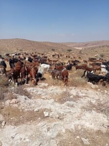 העזים במרעה | מקור: פרסומי חוות אלה - צדק ברשת